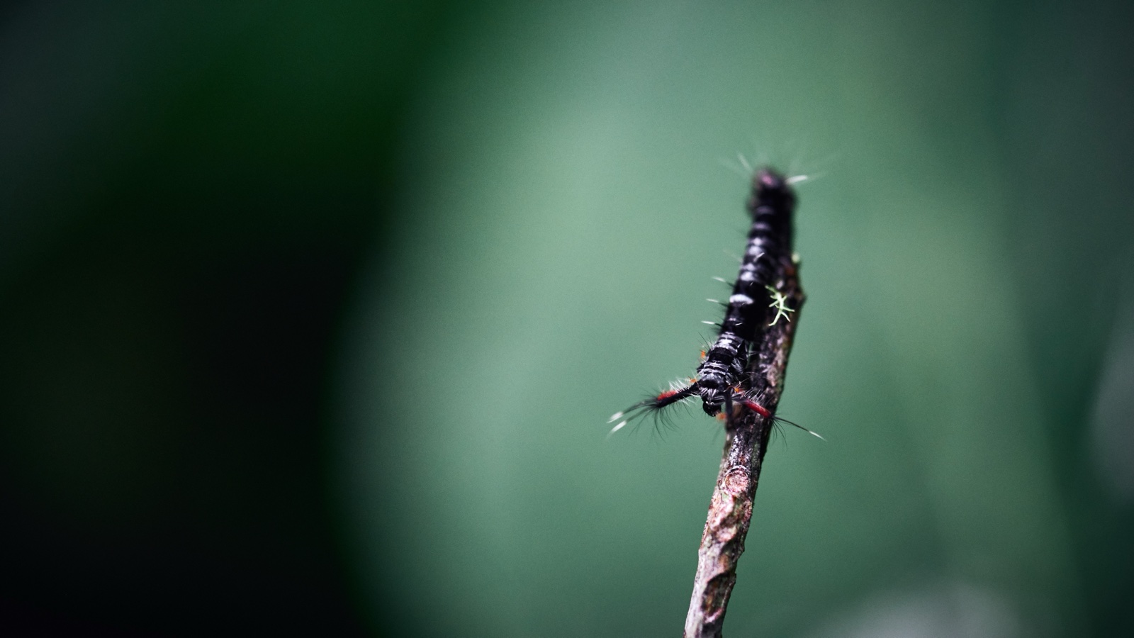 Macro Walks in Sumatra Jungles